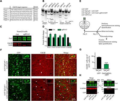 Mental Illnesses-Associated Fxr1 and Its Negative Regulator Gsk3β Are Modulators of Anxiety and Glutamatergic Neurotransmission